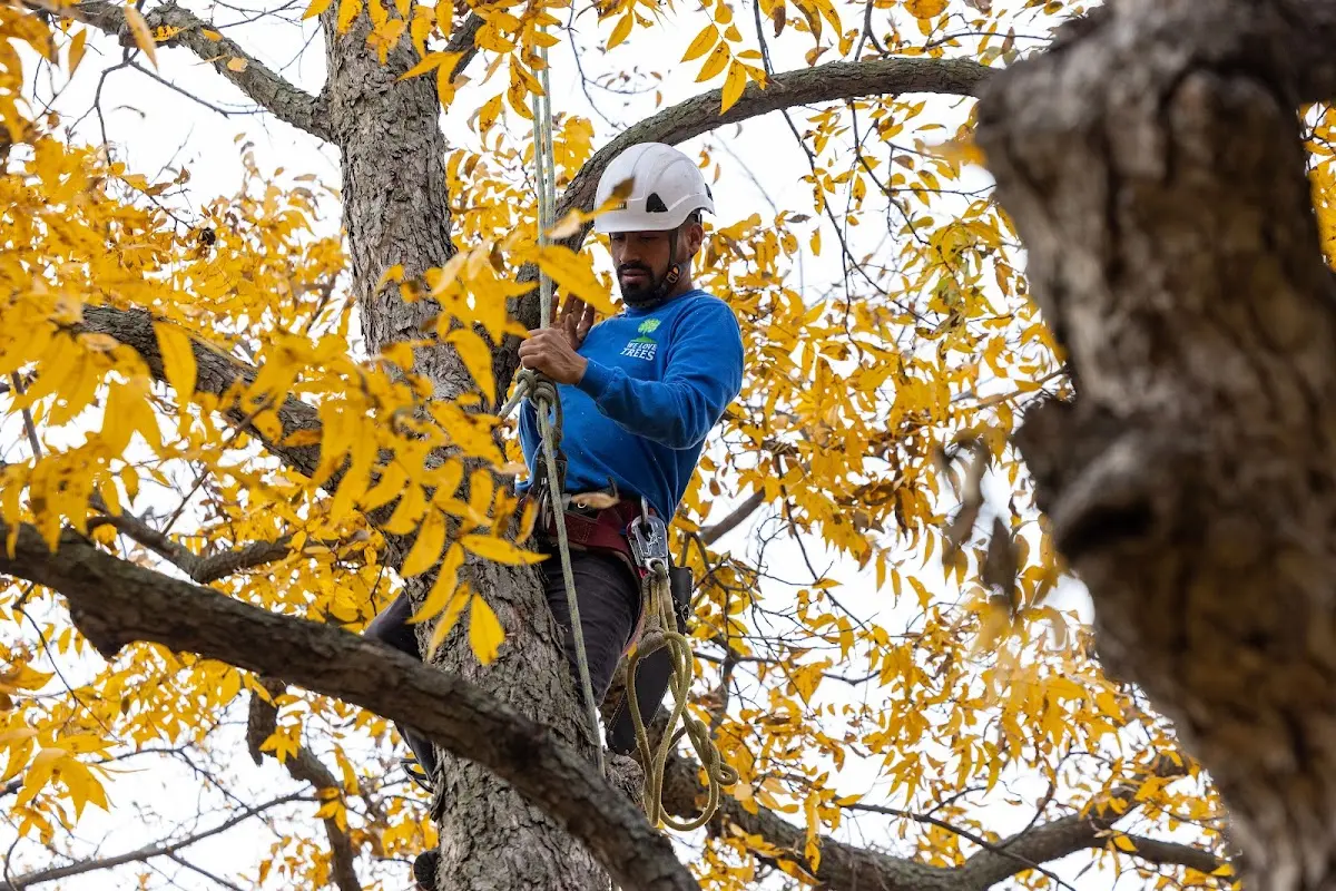 Skilled Tree Transplanting crew working in Fort Davis